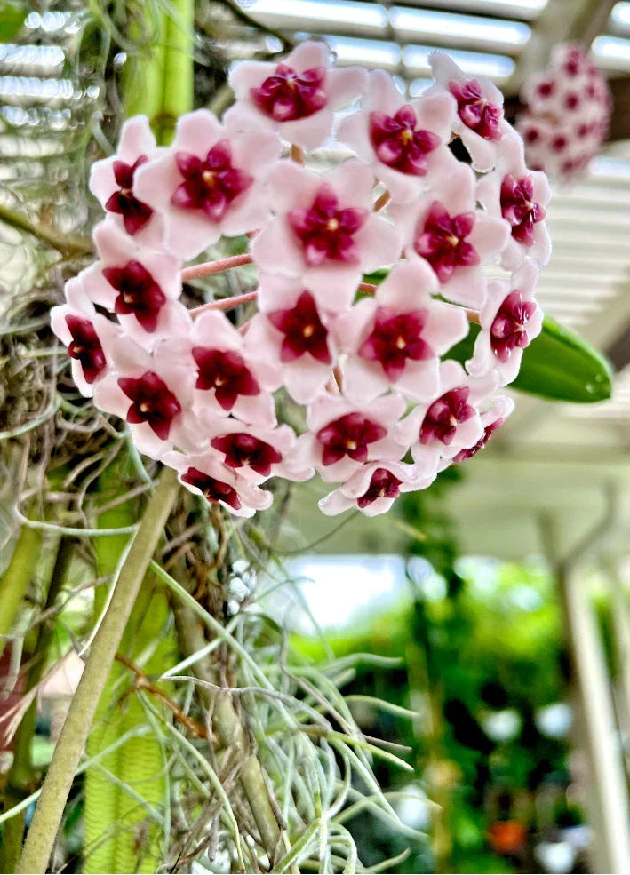 Hoya Obovata Plant - 4 Inch Pot Tropical Wax Houseplant for Indoor Decor - Indirect Light Care