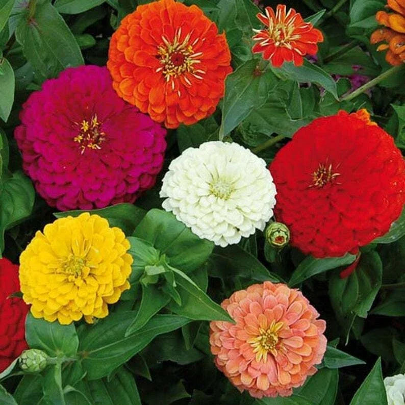 California Giant Mix Zinnia Seeds - 100+ Flower Seeds for Vibrant Blooms - Zinnia elegans Garden Seeds