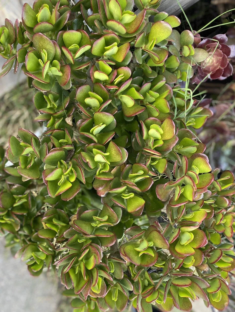 Jade Plant Cuttings 5 Pack 3-5" Crassula ovata Succulent Indoor Green Plant