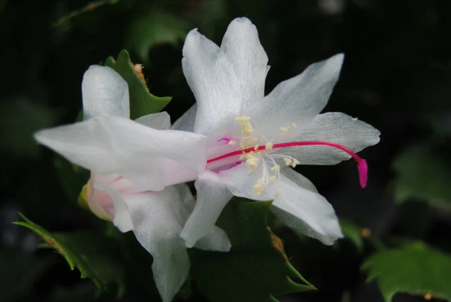 Christmas Cactus Starter Plant - Arctic Ice Schlumbergera - Indoor White Blooming Plant