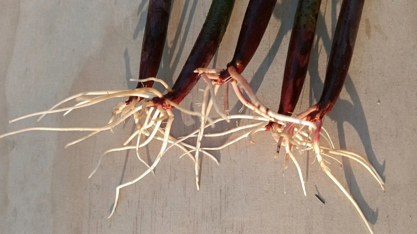 Live Red Mangrove Plants Propagules Set of 5 for Aquarium, Saltwater & Freshwater Tanks, Rhizophora Mangle