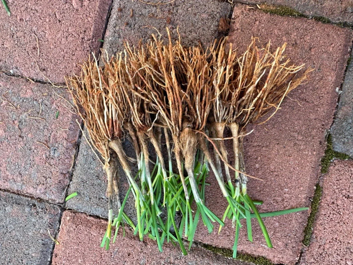 Fresh Garlic Chives Plants, Allium tuberosum, 50 Bare Root Starts, Hardy Perennial Herb for Vegetable Garden & Culinary Use