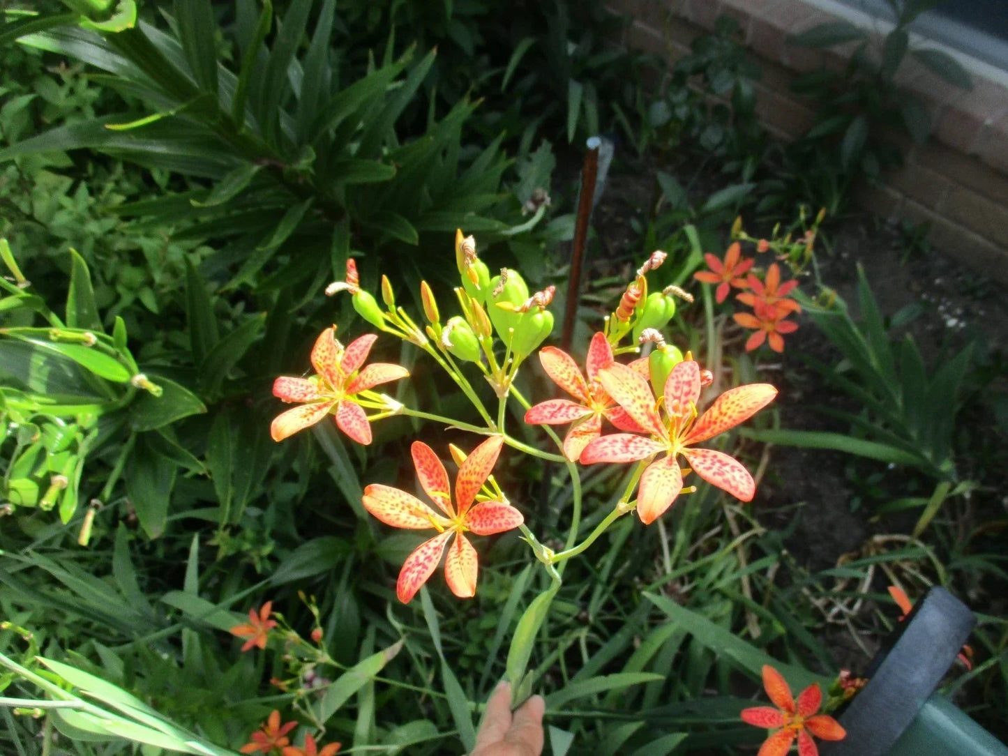 Iris Seeds - 60 Fresh Blackberry Leopard Lily Seeds - Iris domestica - Perennial Flower for Garden & Landscape