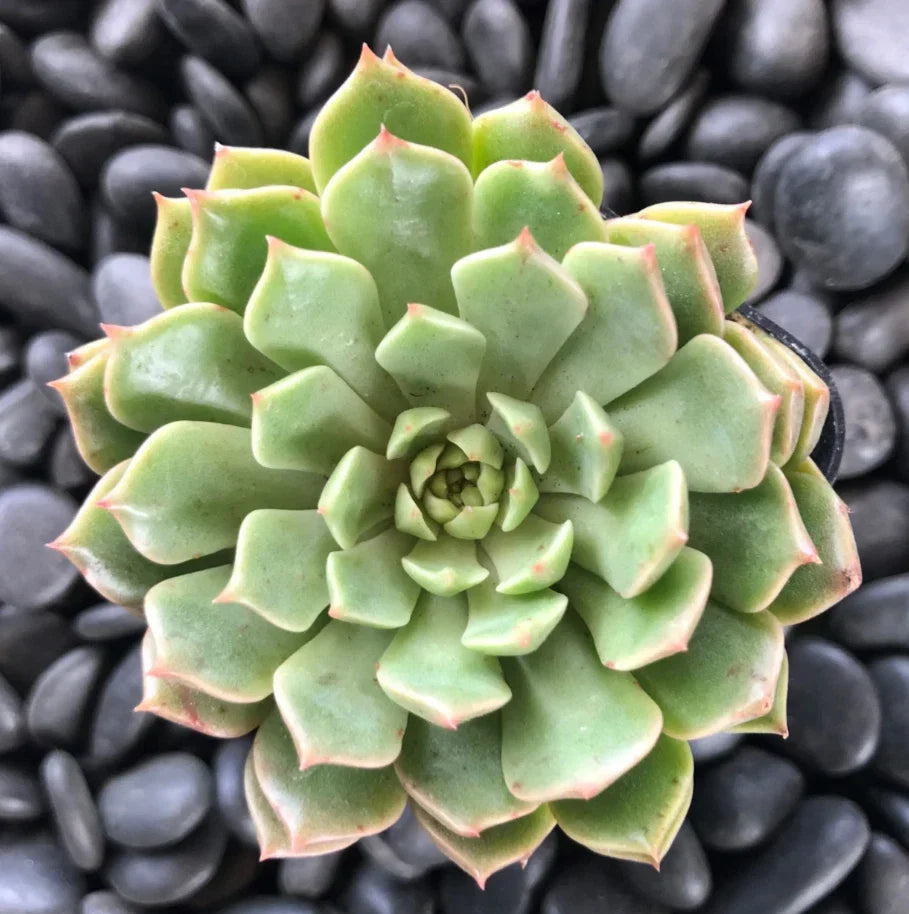 Graptoveria Olivia Succulent Plant 2-Inch Pot, Drought-Tolerant Indoor Houseplant, Echeveria Hybrid, Live Succulent
