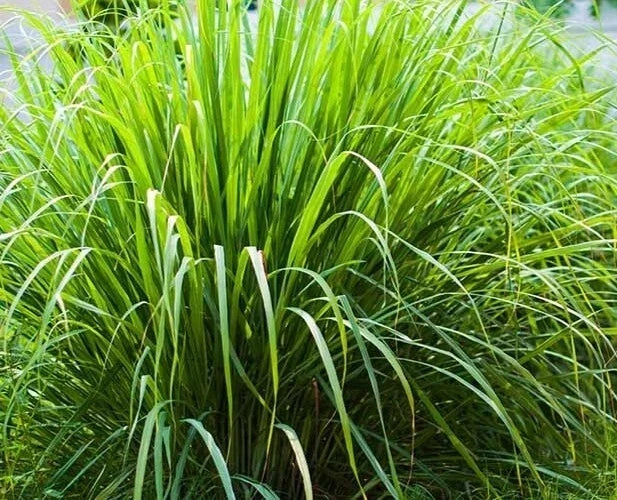 Organic Lemongrass Seeds - 100 Count Cymbopogon Flexuosus Caribbean Fever Grass for Culinary & Herb Garden