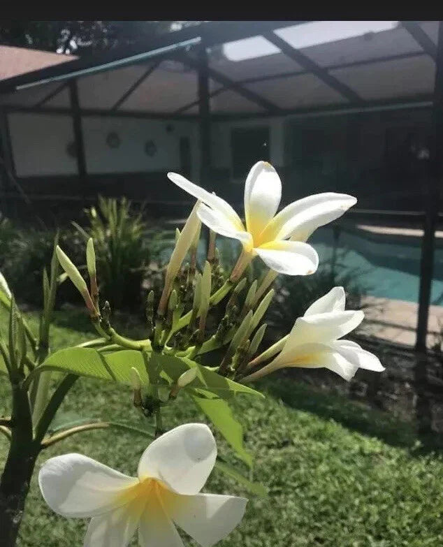 White Yellow Plumeria Cutting - Frangipani, Tropical Garden, Florida Grown, 10-12 Inch, Easy to Grow