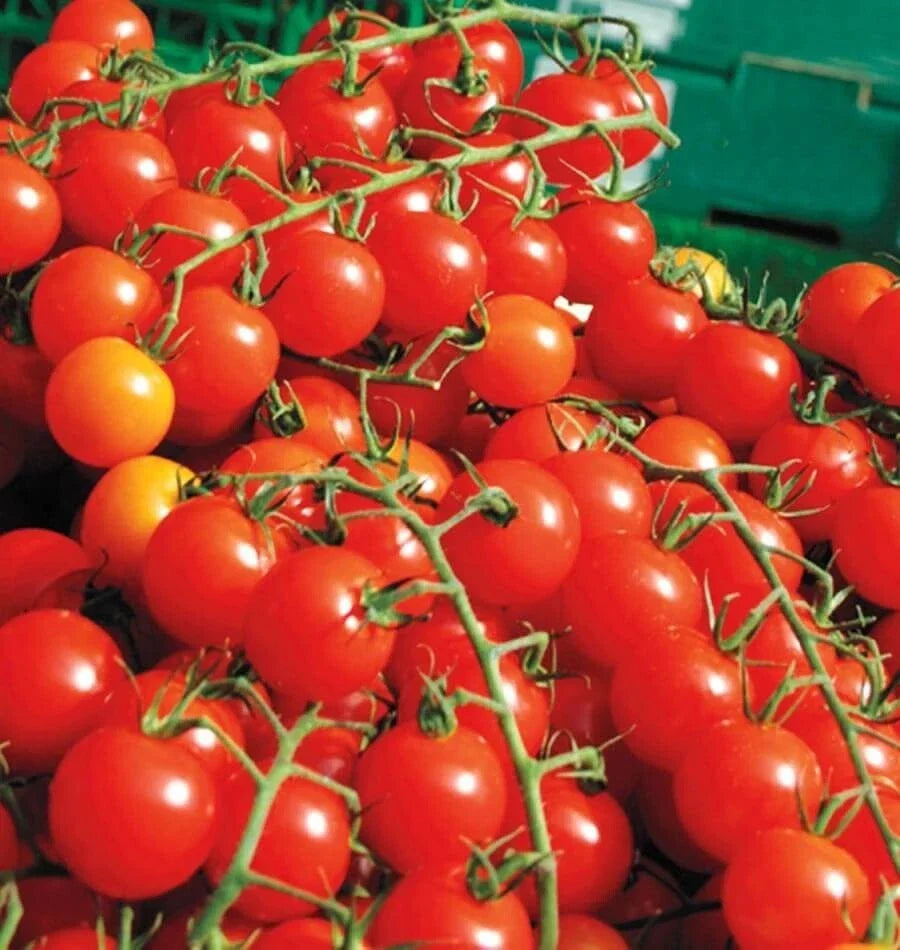 Cherry Tomato Seeds - 200+ Super Sweet Heirloom Organic Non-GMO Solanum lycopersicum