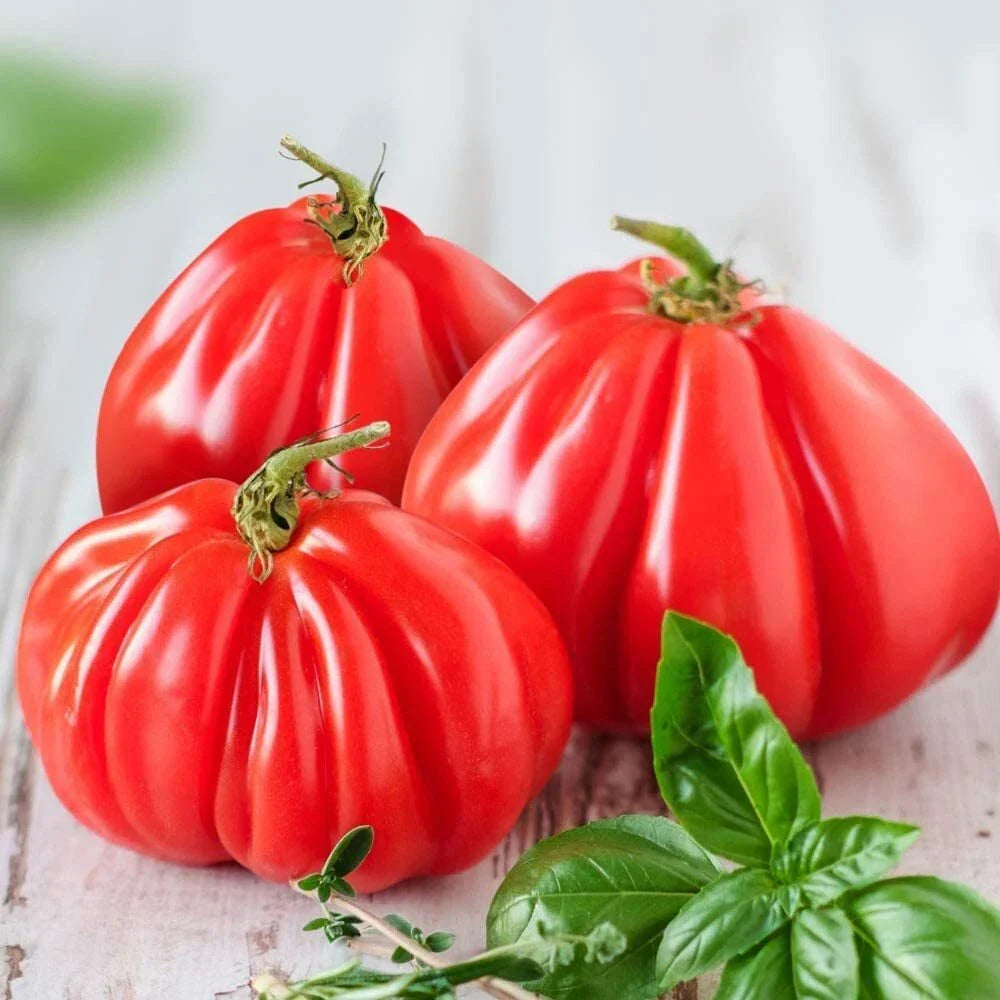 Ruffled Tomato Seeds - 25+ Heirloom Solanum lycopersicum Seeds for Exotic Vegetable Garden