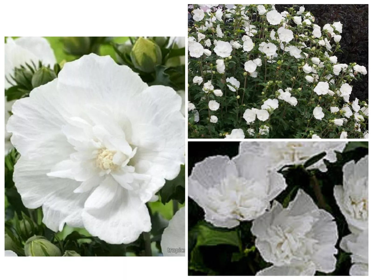 Heirloom White Chiffon Double Rose of Sharon Hibiscus Seeds – 30+ Flowering Perennial for Garden Borders & Pollinator Attraction