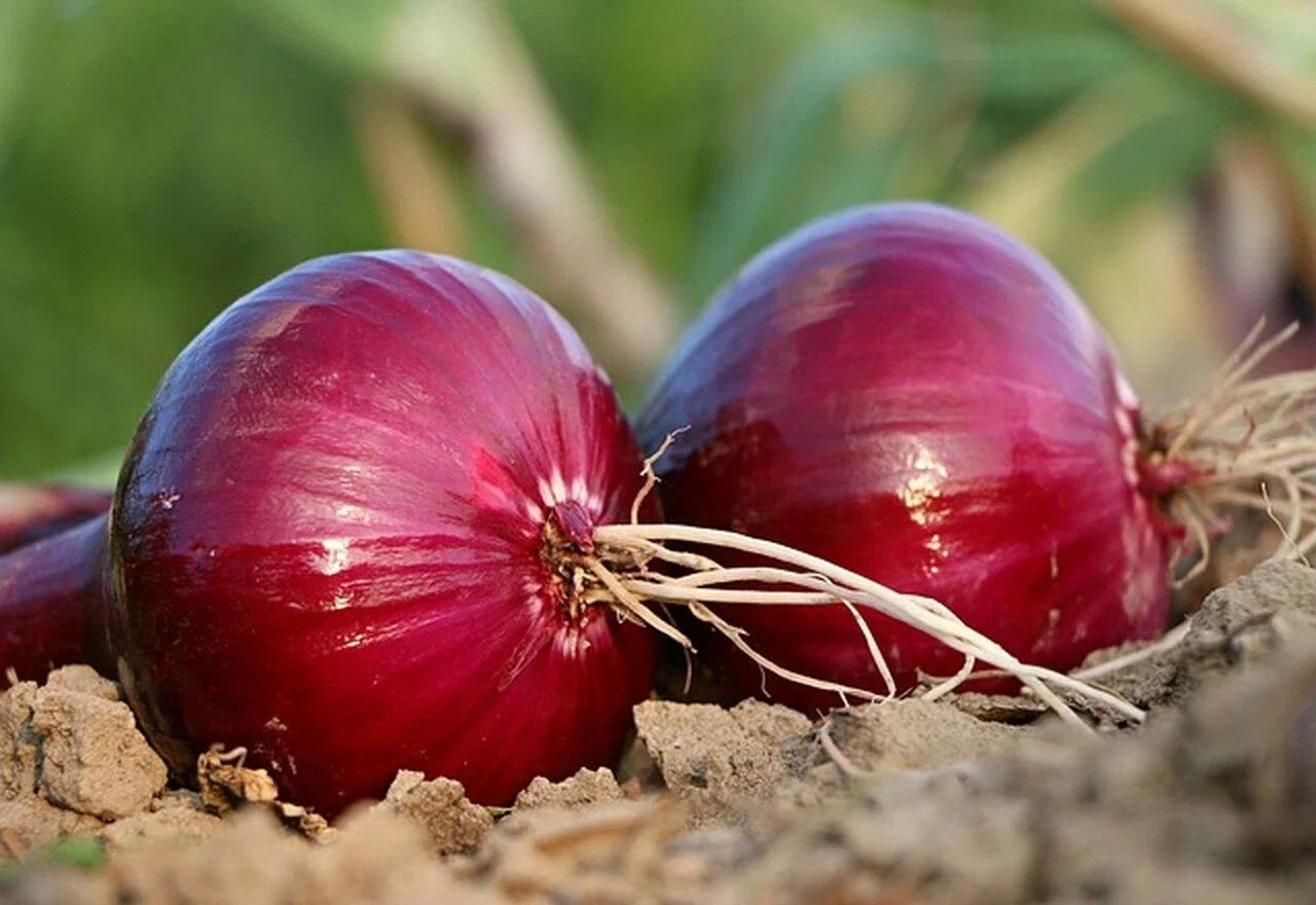 Red Grano Onion Seeds - Non-GMO Short Day Allium cepa Vegetable Seeds for Home Garden