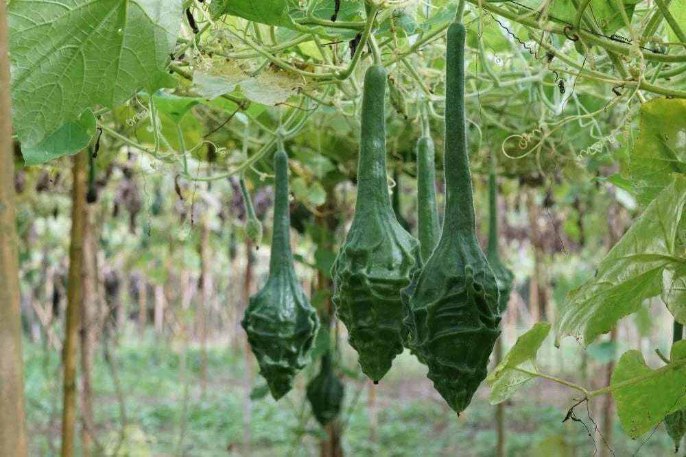 Caveman's Club Gourd Seeds - 20 Seeds - Unique Club Shaped Gourds Lagenaria siceraria