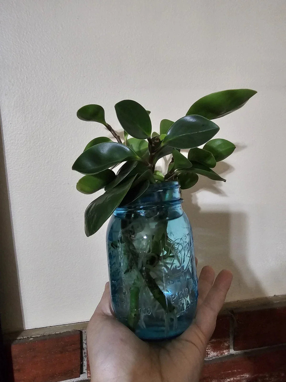 Baby Rubber Plant Cutting, Rooted Peperomia obtusifolia, Indoor Houseplant, Easy Care, Air-Purifying, Compact, Low Maintenance