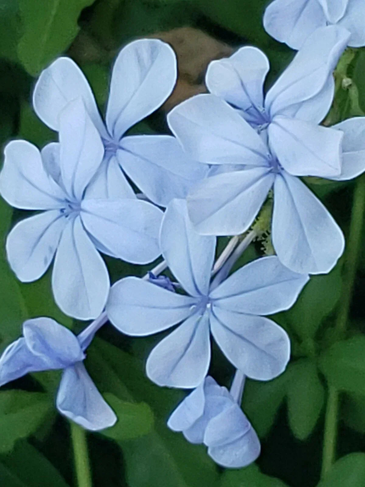 Cape Plumbago Seeds - Imperial Blue - 30+ Seeds - Plumbago auriculata