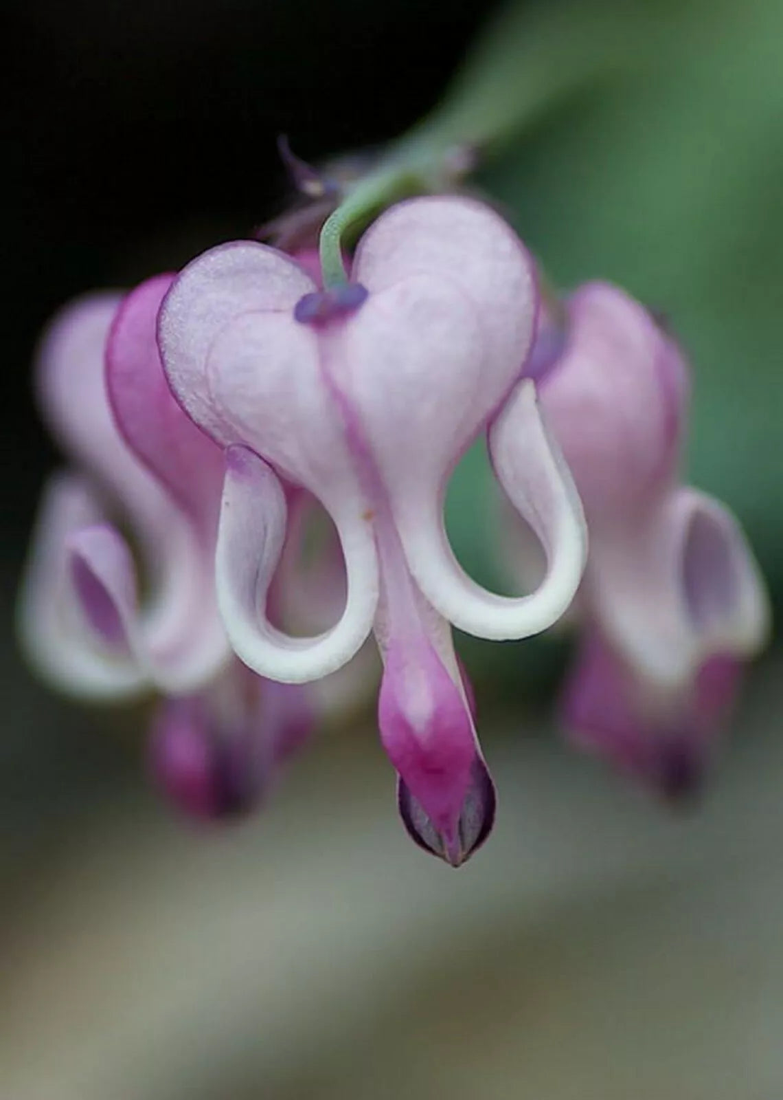 Bleeding Heart Seeds - 25 Purple White Perennial Flower Seeds - Lamprocapnos spectabilis - Easy to Grow Garden Seeds