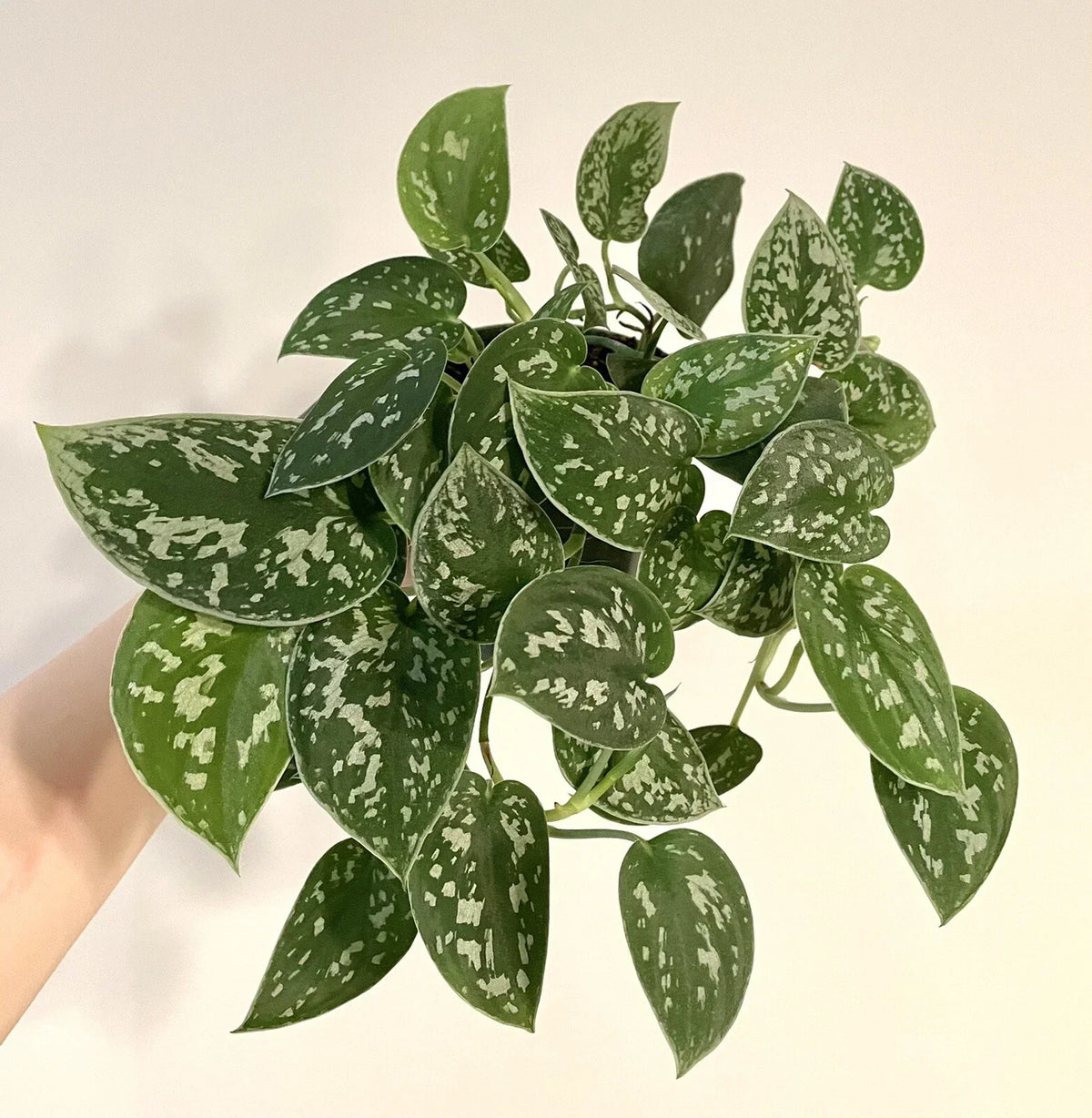 Silver Ann Pothos Cuttings - 2 Leaves, 2 Nodes, Rare Scindapsus Pictus Hybrid, Indoor Houseplant, Trailing Vining Plant