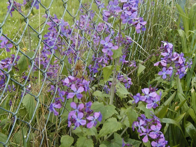 Money Plant Seeds - Lunaria Silver Dollar - 60 Seeds for Gardens & Indoor Pots - Easy to Grow, Ornamental Foliage