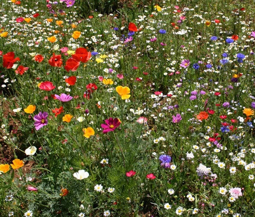 Wildflower Seeds Mix - 1 Oz Cascade Kaleidoscope Colorful Bloom for Gardens & Pollinators
