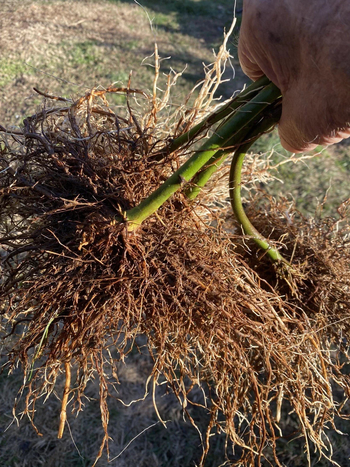 Bare Root Triple Crown Thornless Blackberry Plants – Heavy Yield, Sweet Black Berries, Live Fruit Bushes, Easy Garden Fruit