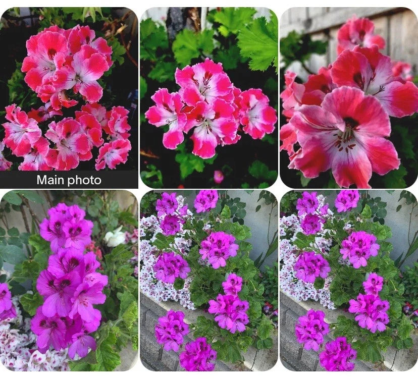 Rare Geranium Plants Set of 2 - 10-12 Inch Tall Potted Pelargonium Varieties for Garden or Container