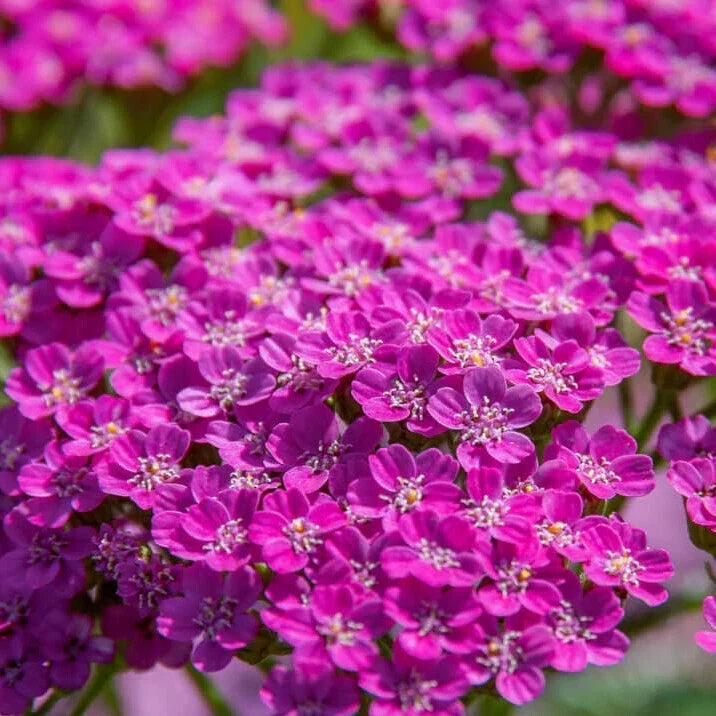 Cerise Queen Yarrow Seeds | Non-GMO Flower Seeds | Achillea millefolium | Perennial Garden Planting Supplies