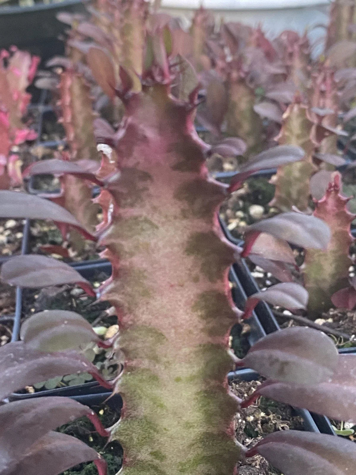 Rooted Red African Milk Tree Cactus - 2 Live Plants in 4-Inch Pots - Euphorbia trigona - Drought Tolerant Indoor Outdoor Succulent