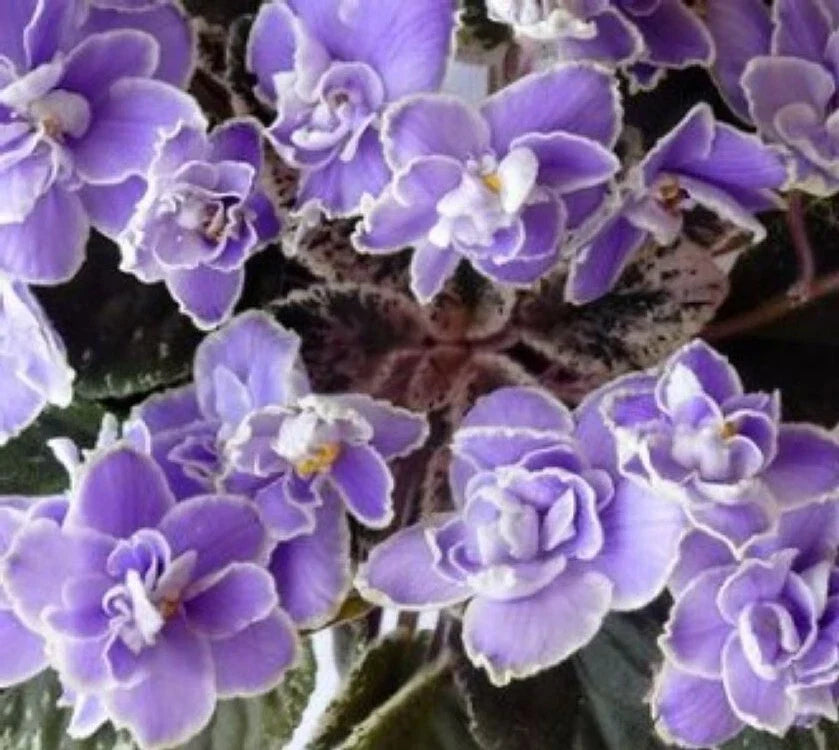 African Violet Leaves - 2 Pack for Propagation - Sansoucy Coco Variety - Saintpaulia ionantha Indoor Plant Cuttings
