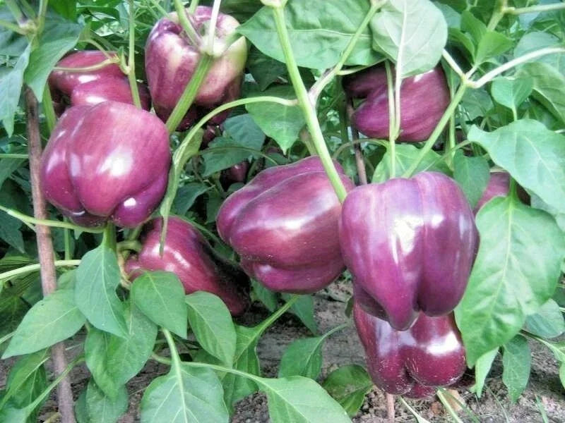 Purple Beauty Bell Pepper Seeds - Heirloom Capsicum Annuum, Sweet Purple Bell Peppers, Vegetable Seeds for Home Garden & Container Planting