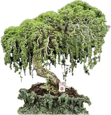 Australian Willow Bonsai Tree Fresh Cutting - Extensive Thick Trunks - Salix fragilis