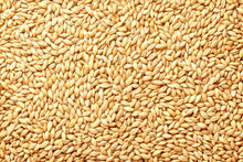 Whole Barley Seeds | All Natural | Juicing, Malt Brewing | Hordeum vulgare