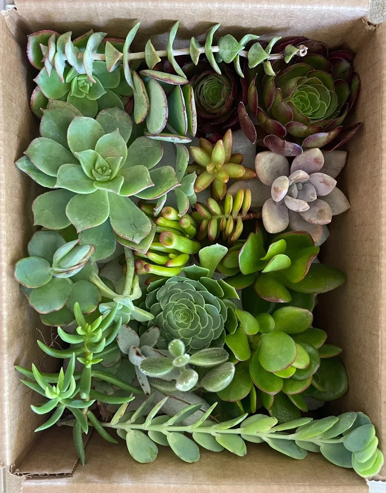 Succulent Cuttings Set of 15 | Organic Varieties for Indoor Gardening | Easy Care Succulents | Free Shipping