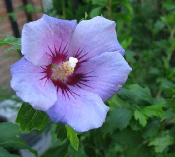Blue Bird Hibiscus Live Plant 1 QT - Hibiscus syriacus 'Blue Bird' - Rose of Sharon with Violet-Blue Flowers
