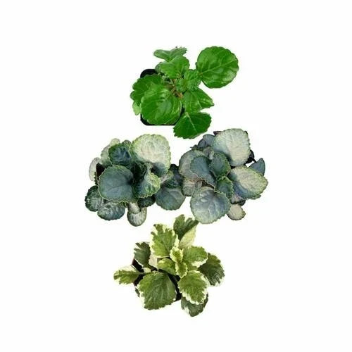 Plectranthus Swedish Ivy Assorted Rooted Starter Plants Indoor Houseplants Low Light Trailing Foliage