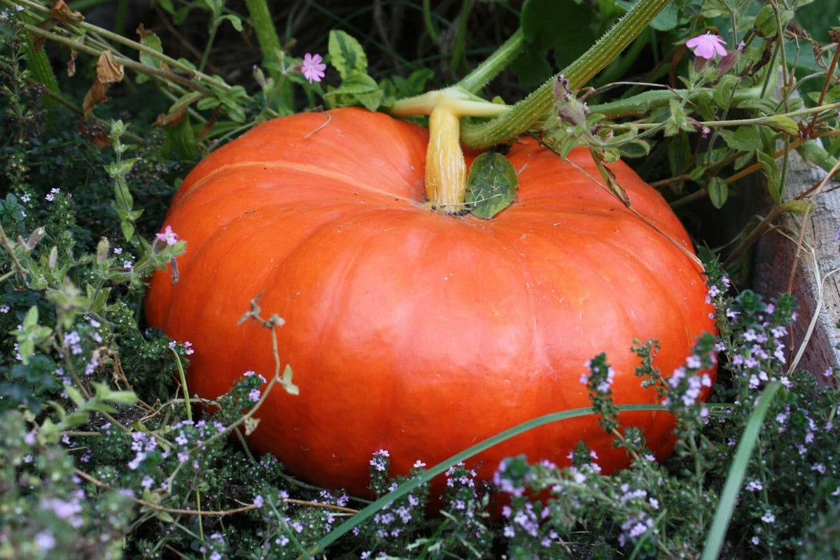 Cinderella Pumpkin Seeds 100g Rouge Vif d'Etampes Heirloom Pumpkin for Halloween & Baking | Cucurbita maxima