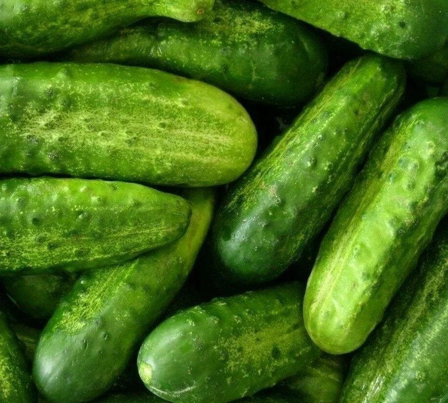 Cucumber Seeds 50+ National Pickling Variety Cucumis sativus for Vegetable Garden, Vining, Full Sun, Easy to Grow