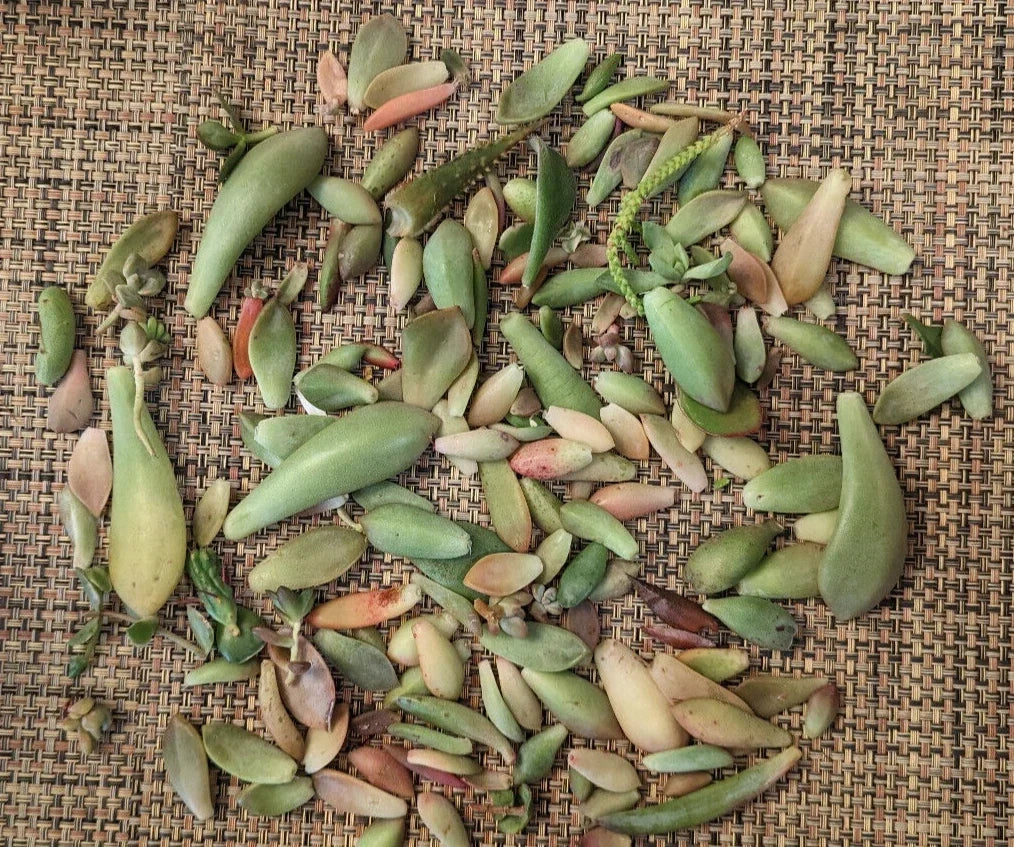 Succulent Leaves for Propagation - 3/4 lb Assortment with 30+ Varieties, 5 Rare Succulent Species, Indoor Gardening, DIY Projects