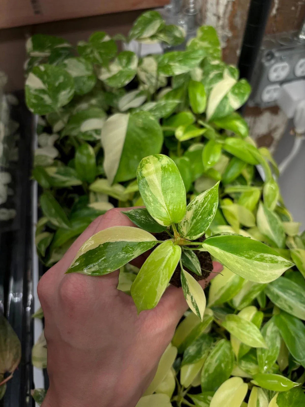 Philodendron Florida Beauty Variegated Starter Plug, Indoor Plant, Easy Care, Air-Purifying, Philodendron bipinnatifidum
