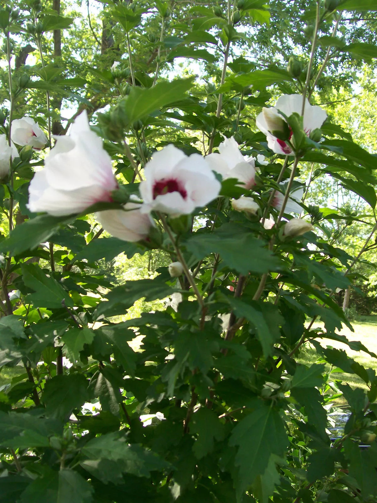 Rose of Sharon Plants Set of 4, 12-24 Inches, Mixed Colors, Hibiscus syriacus, Hardy Zones 5-9