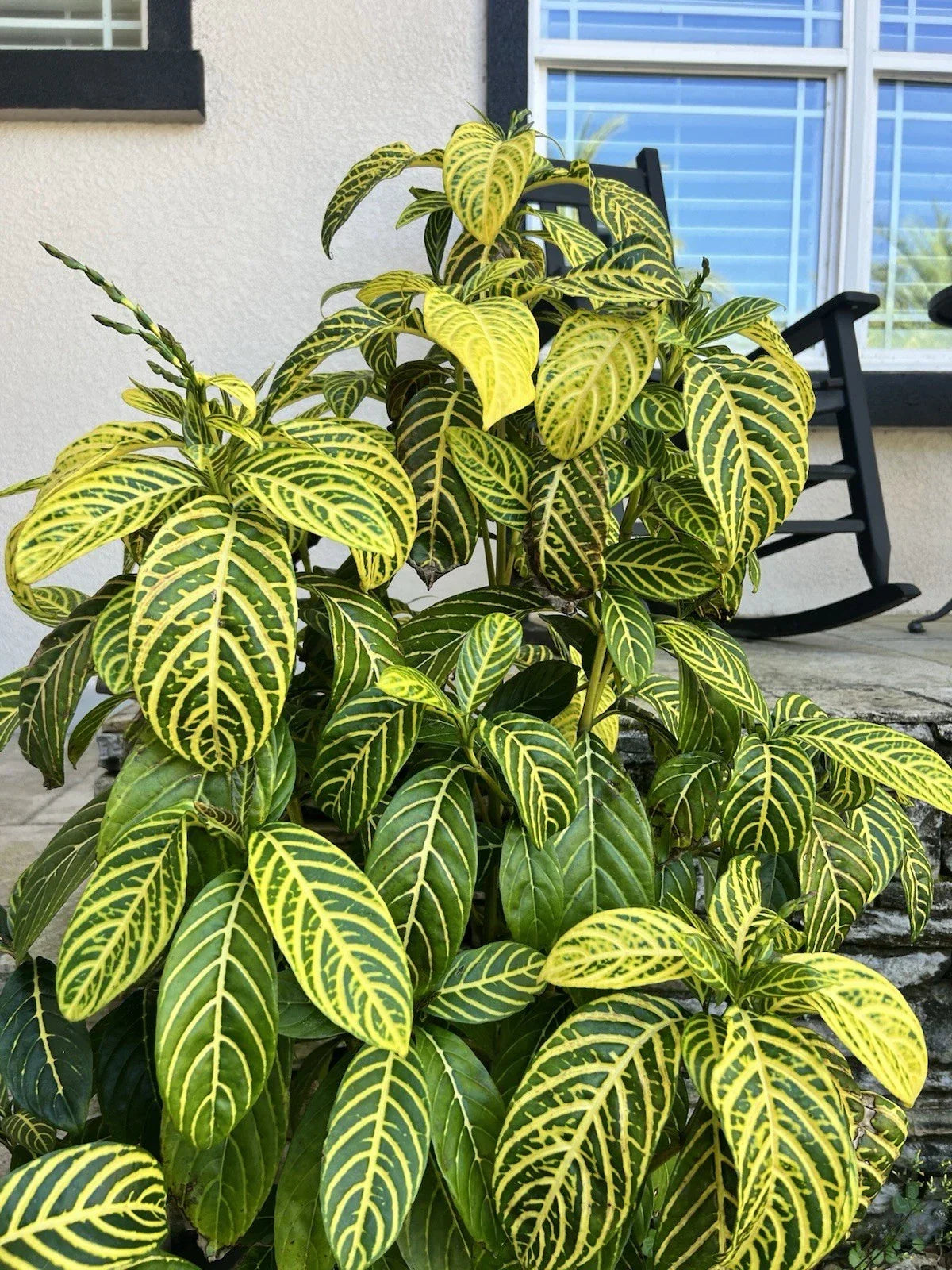 Sanchezia nobilis Cutting - Tropical Foliage Plant for Indoor Gardening & Houseplant Collection