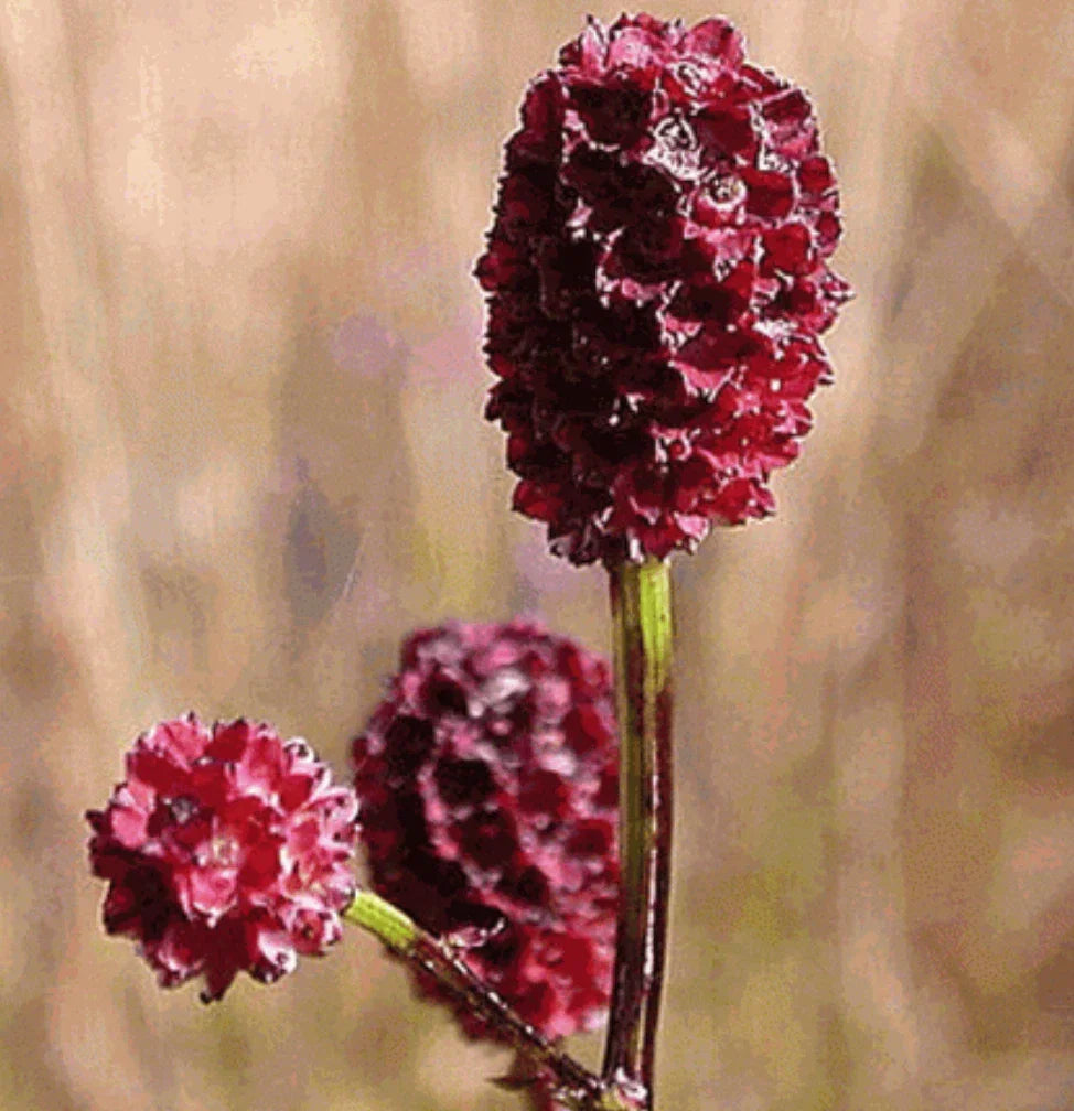 Bulk Seeds Great Burnet Herb Sanguisorba Minor Edible Wildflower with Red Blooms, Perennial Plant