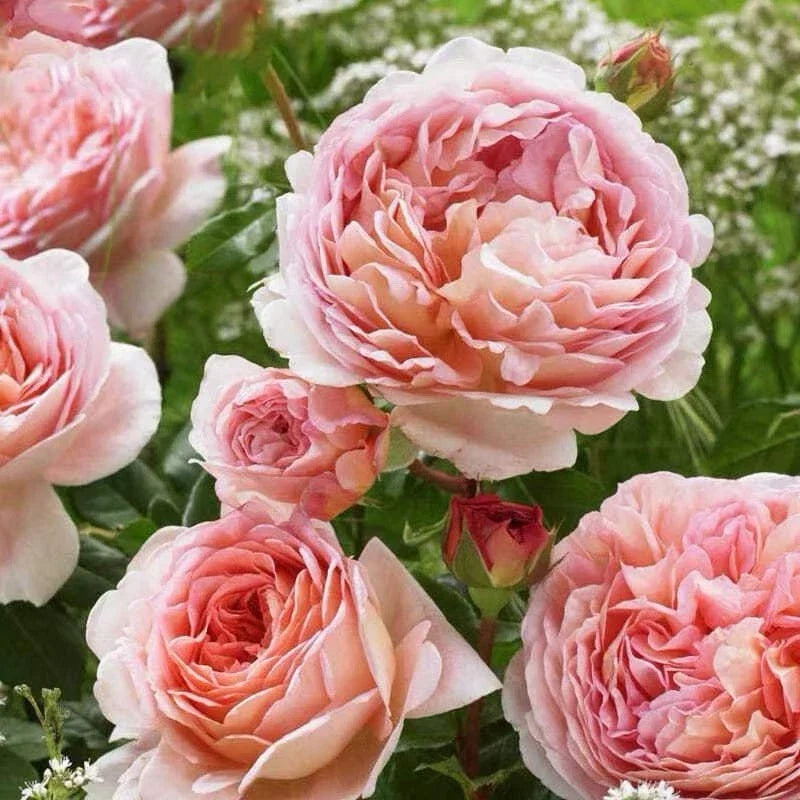 Auscot Rose Plant Unrooted Cuttings – 3 Fresh 6" Rosa 'Auscot' Garden Flowering Shrubs