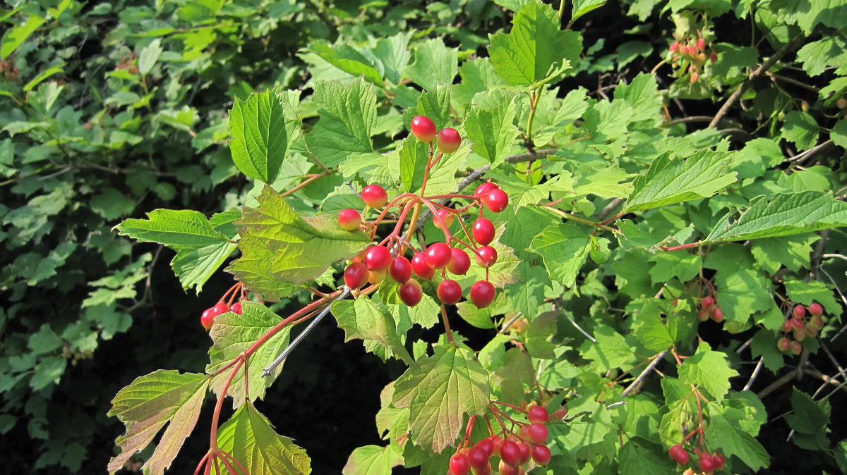 American Highbush Cranberry Seeds, Viburnum trilobum, Deciduous Shrub for Gardens & Wildlife, 30 Seeds