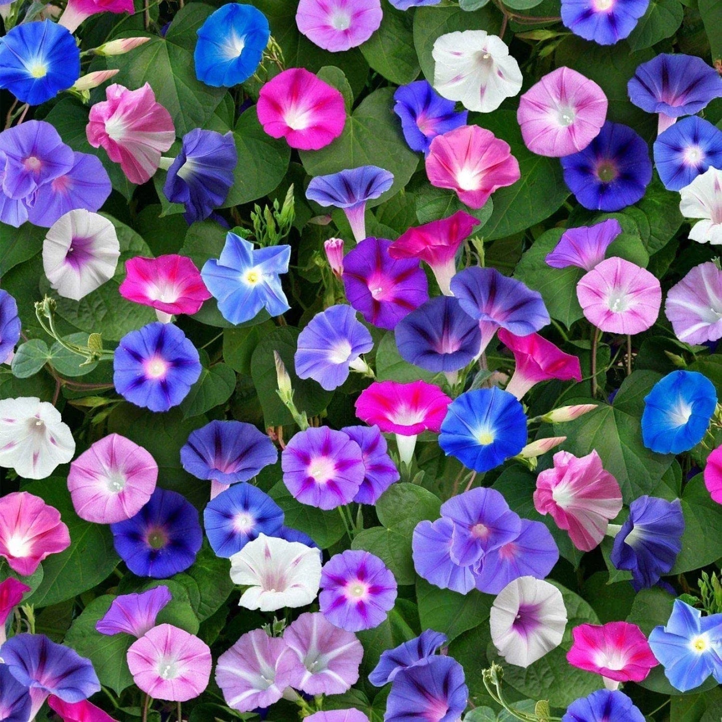 Mixed Morning Glory Flower Seeds - 250 Count - Colorful Climbing Vine Ipomoea tricolor
