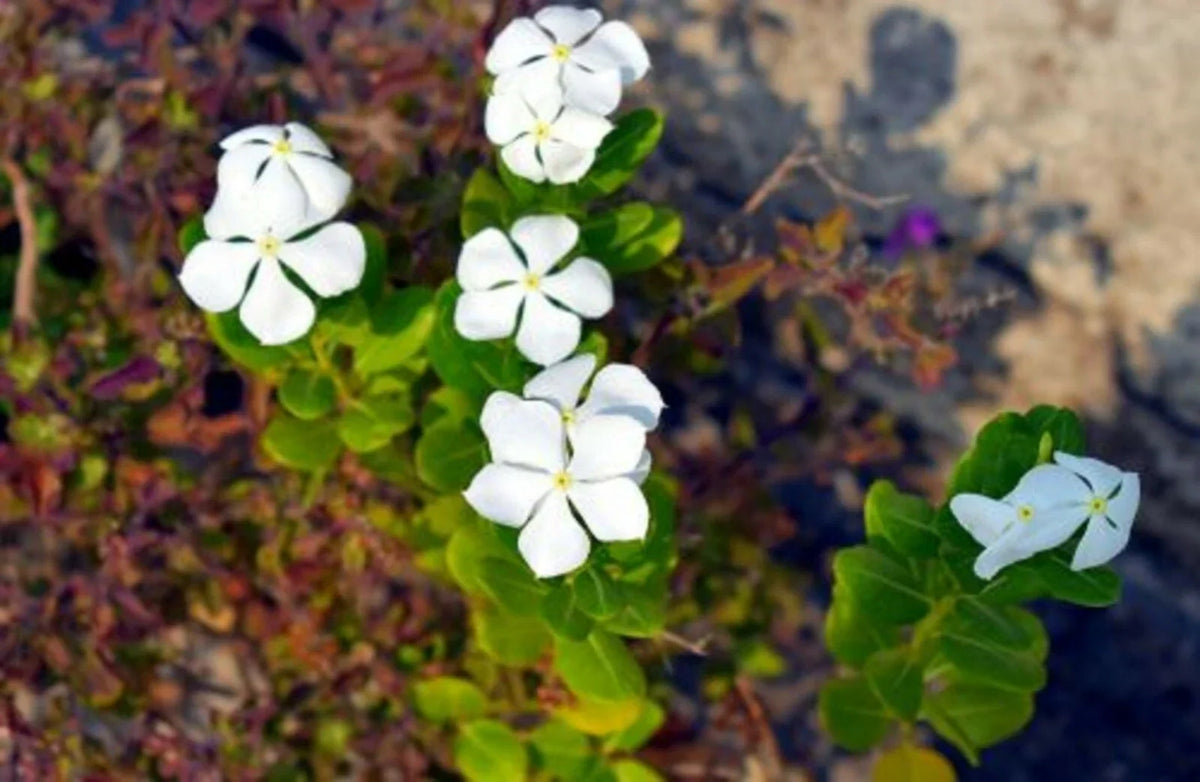 Dwarf White Periwinkle Seeds - Vinca Minor 'Little Blanche' Ground Cover Flowers - 100+ Seeds for Landscaping & Garden