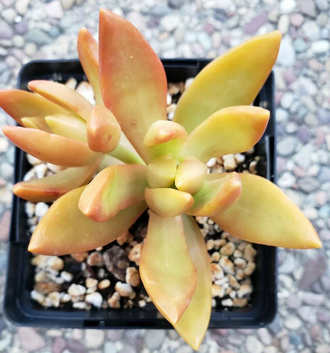 Sedum Adolphii Golden Glow - 3" Rooted Succulent Plants - Bright Golden Foliage - Drought-Resistant Ground Cover