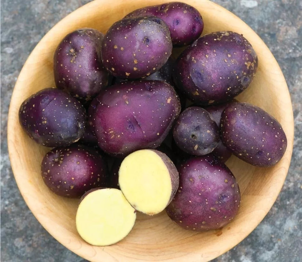 Harvest Moon Baby Seed Potatoes - Organic Early Variety for Small Gardens
