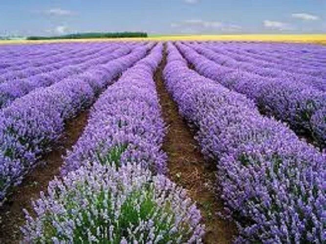 Premium Vera Lavender Seeds - Organic Heirloom Lavandula angustifolia for Gardens & Containers