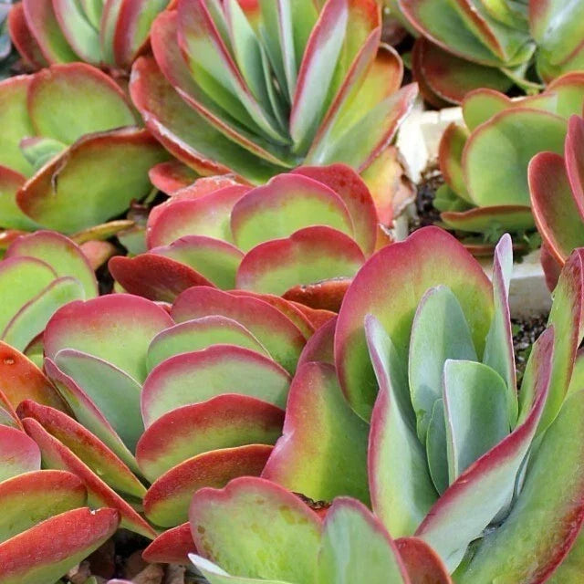 Kalanchoe Blushing Heart Live Plant - 2.5" Pot Indoor Succulent Cactus - Heart-Shaped Foliage, Low Maintenance Houseplant