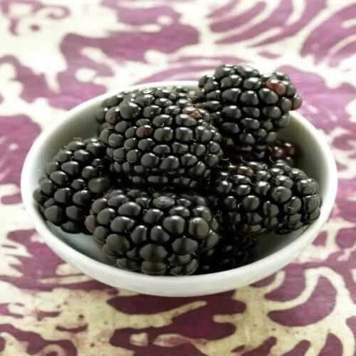 Kiowa Blackberry Plant - Live 3-Inch Pot Rubus fruticosus Fruit-Bearing Shrub for Garden or Container