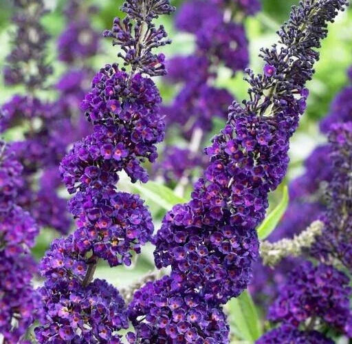 Buddleja Davidii Purple Butterfly Bush Live Unrooted Cuttings - Butterfly Attracting Garden Plant