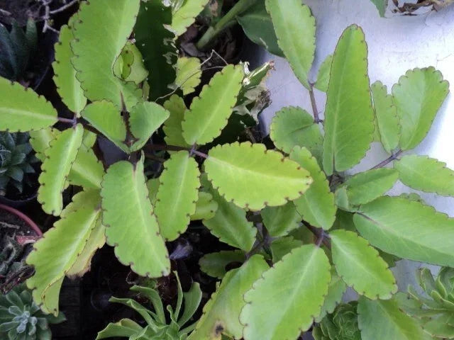 Miracle Plant Cuttings - 6 Stem Bryophyllum pinnatum Succulents for Indoor & Outdoor Gardening